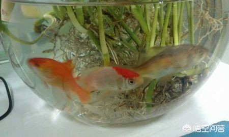 固原市原州區(qū)漁樂空間水族館（固原市原州區(qū)漁樂空間水族館電話）
