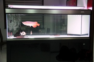 連江縣鳳城鎮藝無涯水族工藝品店(連江縣鳳城鎮藝無涯水族工藝品店電話) 全國水族館企業名錄 第1張 連江縣鳳城鎮藝無涯水族工藝品店(連江縣鳳城鎮藝無涯水族工藝品店電話) 連江縣鳳城鎮藝無涯水族工藝品店(連江縣鳳城鎮藝無涯水族工藝品店電話) 全國水族館企業名錄 第1張
