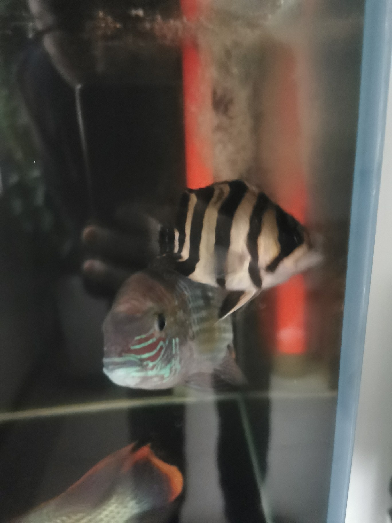 虎魚蹭缸各位大哥指導一下