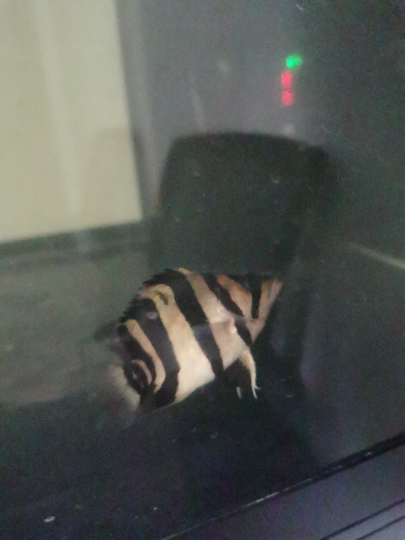 虎魚蹭缸各位大哥指導一下