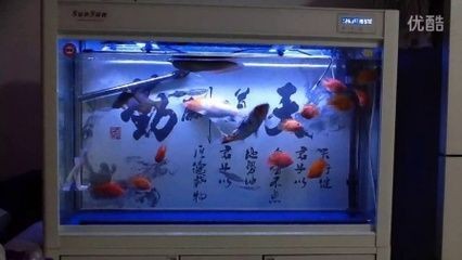 能和龍魚一起養的魚有哪些？