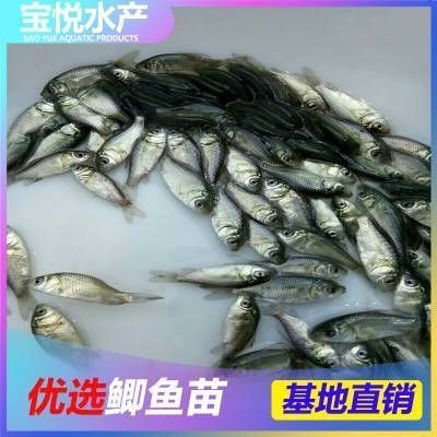 龍魚魚苗多少錢一只幼魚