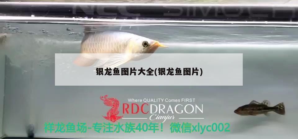 銀龍魚圖片大全(銀龍魚圖片)