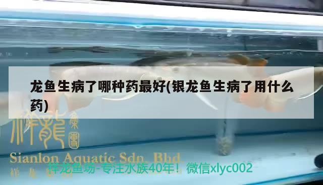 龍魚生病了哪種藥最好(銀龍魚生病了用什么藥)