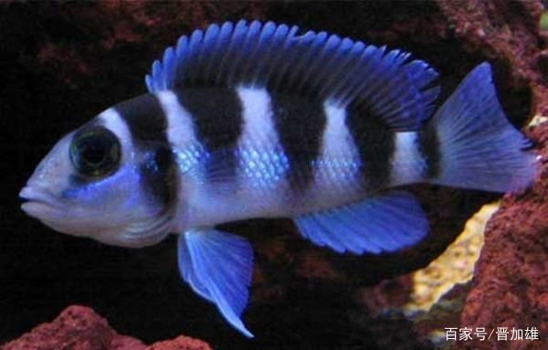 坦湖魚類適應性研究，坦湖底棲魚類適應性研究