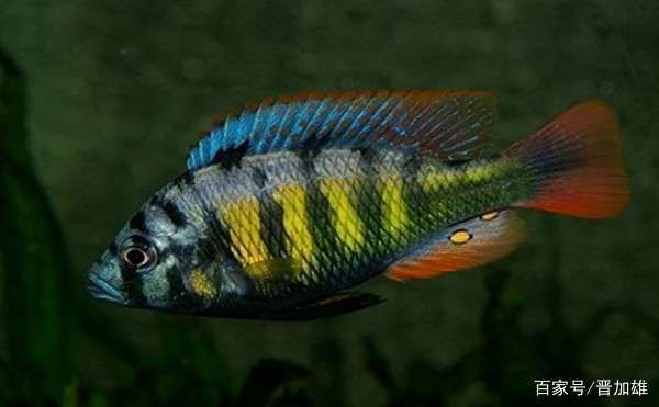 坦湖魚類適應性研究，坦湖底棲魚類適應性研究