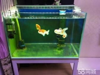 大型魚缸如何消毒：大型魚缸如何消毒？