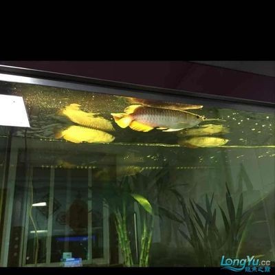 蘇虎魚(yú)混養(yǎng)過(guò)濾系統(tǒng)優(yōu)化，優(yōu)化蘇虎魚(yú)混養(yǎng)過(guò)濾系統(tǒng)