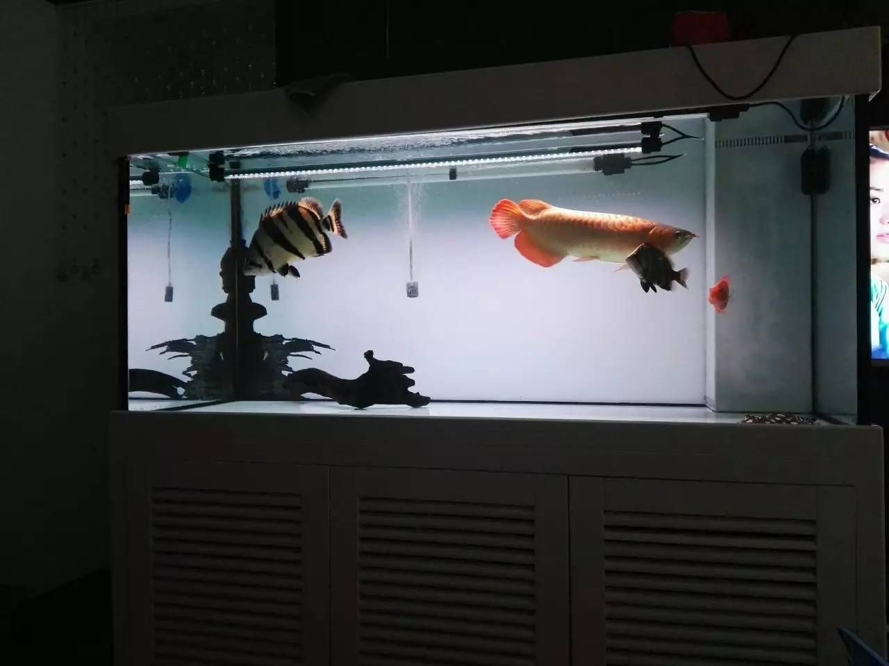 蘇虎魚(yú)混養(yǎng)過(guò)濾系統(tǒng)優(yōu)化，優(yōu)化蘇虎魚(yú)混養(yǎng)過(guò)濾系統(tǒng)