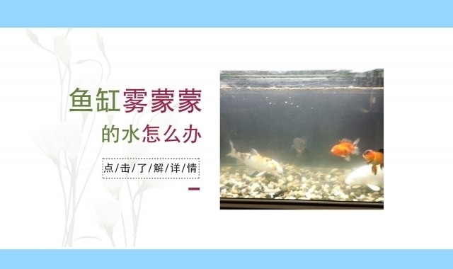 雙流區異美水族店（雙流區水族館）