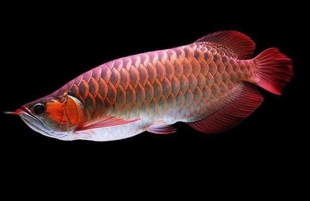 阜新市細河區魚悅水族館（阜新市細河區魚悅水族館電話）