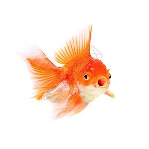 國畫魚缸作品的繪畫技巧：國畫魚缸作品的構圖技巧