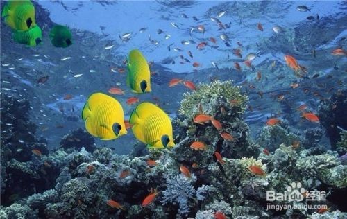 杭州吳山花鳥城光輝水族館（杭州吳山花鳥城光輝水族館電話）