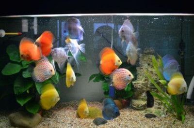 北京莫莫娛樂星商貿有限公司（北京莫莫娛樂星商貿有限公司電話）