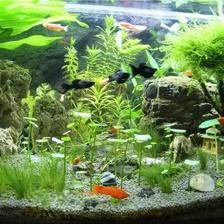 觀景魚缸的清理方法及其注意事項(xiàng)：觀景魚缸清潔與魚缸的清理方法及其注意事項(xiàng)，魚缸清潔效果