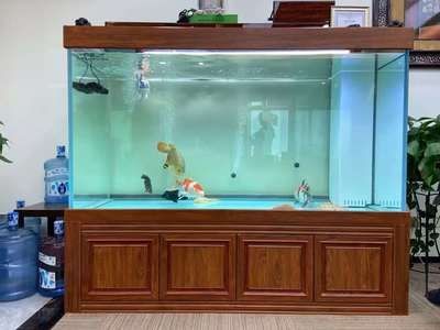 觀賞魚缸領域影響力的加盟品牌：水族器材的發展影響力：如何選擇一個合適的水族器材