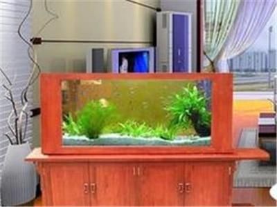 觀賞魚缸領域影響力的加盟品牌：水族器材的發展影響力：如何選擇一個合適的水族器材