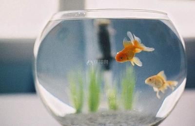 風(fēng)水魚缸，家居風(fēng)水，風(fēng)水吉利，圓形魚缸：風(fēng)水魚缸的挑選秘籍