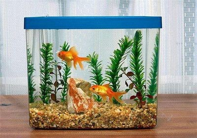 風(fēng)水魚缸，家居風(fēng)水，風(fēng)水吉利，圓形魚缸：風(fēng)水魚缸的挑選秘籍