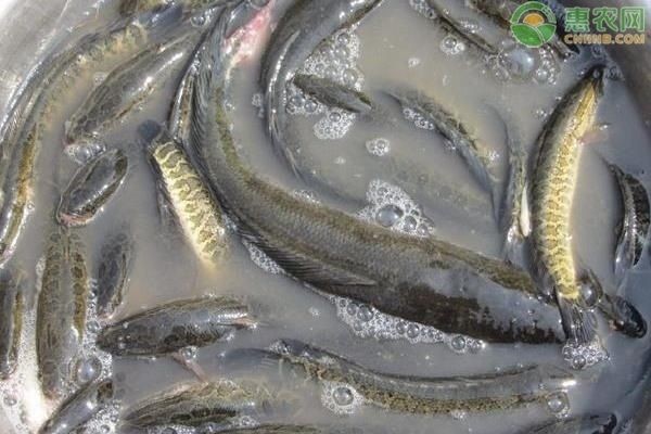 黑魚的養(yǎng)殖技巧：黑魚在魚缸中的養(yǎng)殖方法