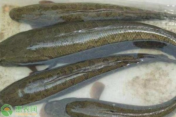 黑魚的養(yǎng)殖技巧：黑魚在魚缸中的養(yǎng)殖方法