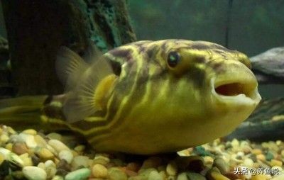 觀賞魚(yú)的飼養(yǎng)技巧：狗頭魚(yú)的飼養(yǎng)技巧