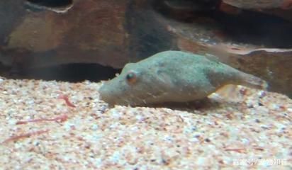 觀賞魚(yú)的飼養(yǎng)技巧：狗頭魚(yú)的飼養(yǎng)技巧