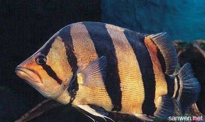泰國(guó)虎魚(yú)出口政策解讀，泰國(guó)虎魚(yú)出口政策