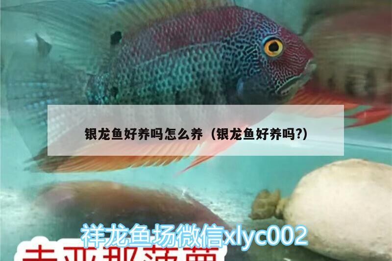 銀龍魚(yú)好養(yǎng)嗎怎么養(yǎng)（銀龍魚(yú)好養(yǎng)嗎?）