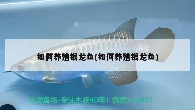如何養(yǎng)殖銀龍魚(yú)(如何養(yǎng)殖銀龍魚(yú))