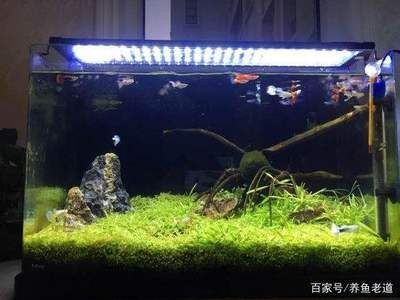 沉木魚缸養魚搭配：沉木魚缸養魚搭配指南