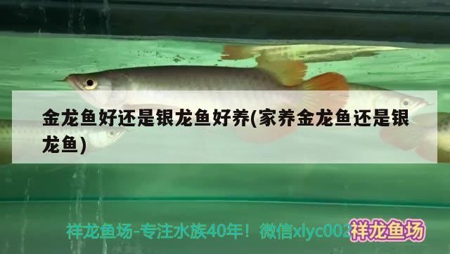 金龍魚好還是銀龍魚好養(家養金龍魚還是銀龍魚)