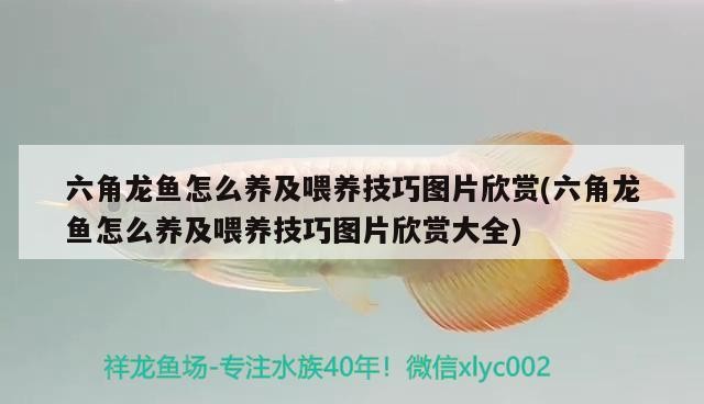 龍魚虎魚混養視頻教程全集免費的簡單介紹