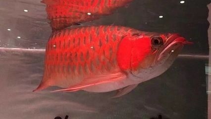 紅龍魚黃燈養大