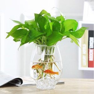 魚缸中加入水培植物不僅可以增加觀賞性，還能增加觀賞性：水培植物的養護技巧
