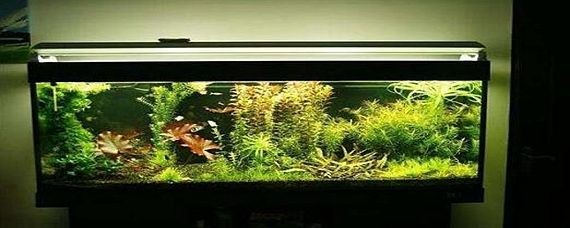 觀景魚缸需要一直供氧嗎？：觀景魚缸是否需要一直供氧