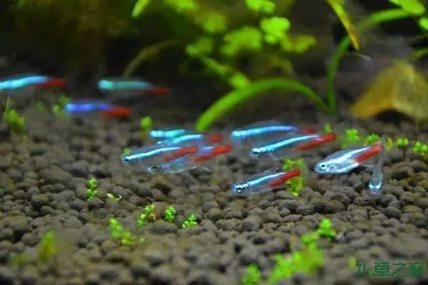 描寫銀龍魚的外貌作文300字（描寫銀龍魚的外貌作文300字怎么寫）