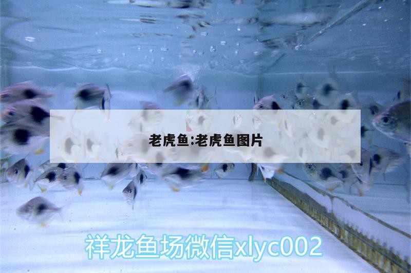 老虎魚:老虎魚圖片
