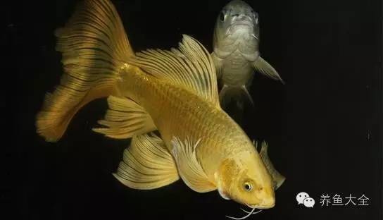 銀龍魚眼睛有白點怎么個回事（銀龍魚眼睛有白點怎么個回事啊）