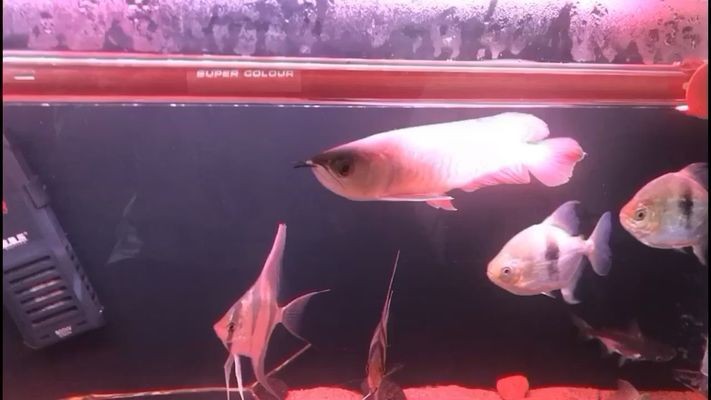 萊蕪市鋼城區鴻滿水族有限公司（萊蕪市鋼城區鴻滿水族有限公司