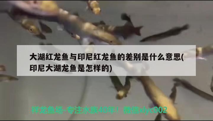 綠虎皮魚（翡翠綠虎皮魚）
