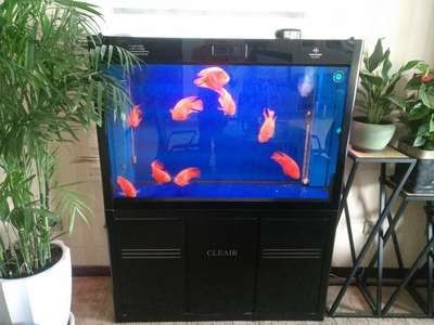 大型魚缸搬運工具有哪些種類：大型魚缸搬運工具有哪些？
