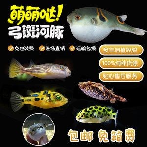 魚缸光照的科學(xué)依據(jù)：狗頭魚魚缸燈在晚上的時候建議關(guān)閉嗎？