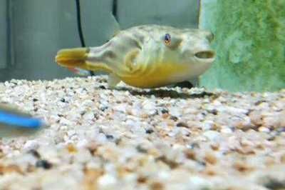 魚缸光照的科學(xué)依據(jù)：狗頭魚魚缸燈在晚上的時候建議關(guān)閉嗎？