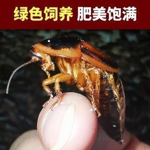 龍魚吃蟑螂能增色嗎