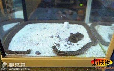 大魚缸漏水怎么修復視頻
