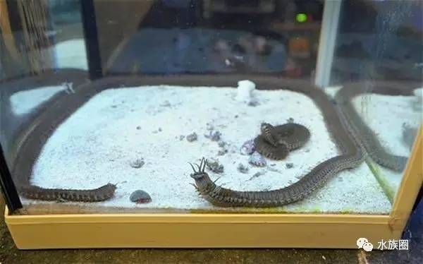 大魚缸漏水怎么修復視頻