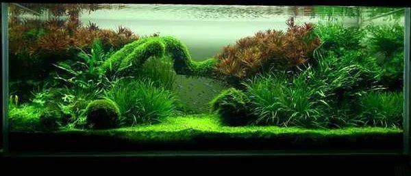 銀龍魚幼崽圖片（銀龍魚幼崽圖片大全） 銀龍魚幼崽圖片（銀龍魚幼崽圖片大全） 銀龍魚百科