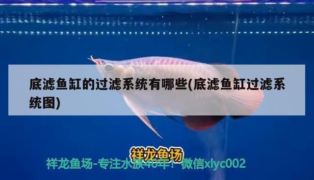 銀龍魚怎么養不怕人（銀龍魚怎么養不怕人呢）