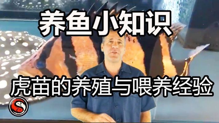 如何選擇優(yōu)質虎魚苗，選擇優(yōu)質虎魚苗是確保養(yǎng)殖成功的關鍵應從信譽良好的養(yǎng)殖場或供應商處購買